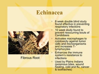 Echinacea
o

o

o

o

Fibrous Root
o

8 week double blind study
found effective in preventing
respiratory infections
10 week study found to
prevent reoccurring bouts of
Candidiasis
Activates macrophages to
cytotoxicity against tumor
cells and microorganisms
and increases Tlymphocytes
Enhances the immune
system’s resistance to
infections
Used by Plains Indians
(poisinous bites, wound
healing, cold and flu, cancer
& toothaches)

 
