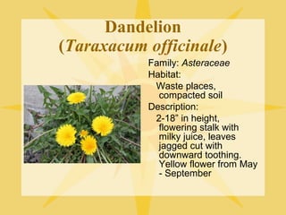 Dandelion
(Taraxacum officinale)
Family: Asteraceae
Habitat:
Waste places,
compacted soil
Description:
2-18” in height,
flowering stalk with
milky juice, leaves
jagged cut with
downward toothing.
Yellow flower from May
- September

 
