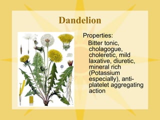 Dandelion
Properties:
Bitter tonic,
cholagogue,
choleretic, mild
laxative, diuretic,
mineral rich
(Potassium
especially), antiplatelet aggregating
action

 