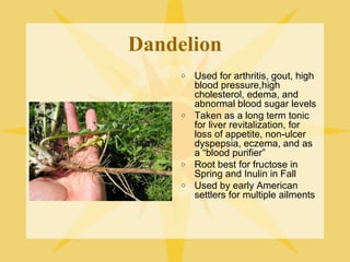 Dandelion
o

o

o
o

Used for arthritis, gout, high
blood pressure,high
cholesterol, edema, and
abnormal blood sugar levels
Taken as a long term tonic
for liver revitalization, for
loss of appetite, non-ulcer
dyspepsia, eczema, and as
a “blood purifier”
Root best for fructose in
Spring and Inulin in Fall
Used by early American
settlers for multiple ailments

 