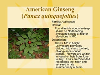 American Ginseng
(Panax quinquefolius)
Family: Arailiaceae
Habitat:
Found in rich woods in deep
shade on North facing
limestone slopes at higher
elevations in MO
Description:
Grows 1-2’ in height.
Leaves are palmately
divided, into sharp toothed,
oblong-lance shaped
leaflets. Flowers are whitish
in round umbels from June
to July. Fruits are 2-seeded
red berries that ripen and
set seed in late
summer/early autumn.

 