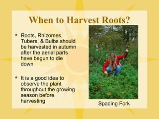 When to Harvest Roots?


Roots, Rhizomes,
Tubers, & Bulbs should
be harvested in autumn
after the aerial parts
have begun to die
down



It is a good idea to
observe the plant
throughout the growing
season before
harvesting

Spading Fork

 