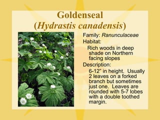Goldenseal
(Hydrastis canadensis)
Family: Ranunculaceae
Habitat:
Rich woods in deep
shade on Northern
facing slopes
Description:
6-12” in height. Usually
2 leaves on a forked
branch but sometimes
just one. Leaves are
rounded with 5-7 lobes
with a double toothed
margin.

 