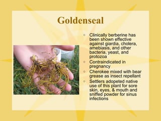Goldenseal
o

o
o
o

Clinically berberine has
been shown effective
against giardia, cholera,
amebiasis, and other
bacteria, yeast, and
protozoa
Contraindicated in
pregnancy
Cherokee mixed with bear
grease as insect repellant
Settlers adopeted native
use of this plant for sore
skin, eyes, & mouth and
sniffed powder for sinus
infections

 