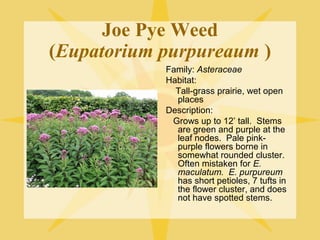 Joe Pye Weed
(Eupatorium purpureaum )
Family: Asteraceae
Habitat:
Tall-grass prairie, wet open
places
Description:
Grows up to 12’ tall. Stems
are green and purple at the
leaf nodes. Pale pinkpurple flowers borne in
somewhat rounded cluster.
Often mistaken for E.
maculatum. E. purpureum
has short petioles, 7 tufts in
the flower cluster, and does
not have spotted stems.

 