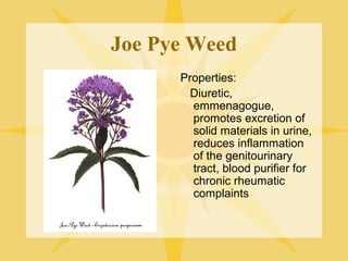 Joe Pye Weed
Properties:
Diuretic,
emmenagogue,
promotes excretion of
solid materials in urine,
reduces inflammation
of the genitourinary
tract, blood purifier for
chronic rheumatic
complaints

 