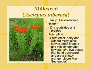 Milkweed
(Asclepias tuberosa)
Family: Asclepidaceae
Habitat:
Dry roadsides and
prairies
Description:
Stem erect, hairy and
without milky juice;
leaves lance-shaped
and velvety beneath;
flowers have five petals
that bend downward
and are a showy
orange (bloom MaySeptember)

 