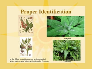 Proper Identification

Foxglove

In the 80s a scandal occurred and some died
when a wildcrafter mistook Foxglove for Comfrey

Comfrey

 