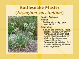 Rattlesnake Master
(Eryngium yuccifolium)
Family: Apiaceae
Habitat:
Prairies, dry rocky open
woodlands
Description:
Leaves are alternate, linear,
parallel-veined, with bristly
margins and a bluish cast;
Dense flowers produce tiny
white petals in spherical
clusters blooming
September-November; Fruit
is ovoid and scaly with two
small segments.

 