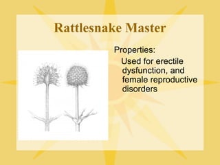 Rattlesnake Master
Properties:
Used for erectile
dysfunction, and
female reproductive
disorders

 