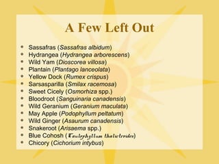 A Few Left Out















Sassafras (Sassafras albidum)
Hydrangea (Hydrangea arborescens)
Wild Yam (Dioscorea villosa)
Plantain (Plantago lanceolata)
Yellow Dock (Rumex crispus)
Sarsasparilla (Smilax racemosa)
Sweet Cicely (Osmorhiza spp.)
Bloodroot (Sanguinaria canadensis)
Wild Geranium (Geranium maculata)
May Apple (Podophyllum peltatum)
Wild Ginger (Asaurum canadensis)
Snakeroot (Arisaema spp.)
Blue Cohosh (Caulophyllum thalictroides)
Chicory (Cichorium intybus)

 