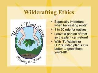 Wildcrafting Ethics





Especially important
when harvesting roots!
1 in 20 rule for natives
Leave a portion of root
so the plant can return!
With ‘To Watch’ or
U.P.S. listed plants it is
better to grow them
yourself!

 