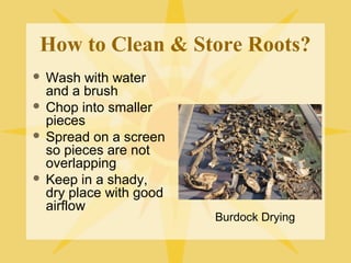 How to Clean & Store Roots?
Wash with water
and a brush
 Chop into smaller
pieces
 Spread on a screen
so pieces are not
overlapping
 Keep in a shady,
dry place with good
airflow


Burdock Drying

 