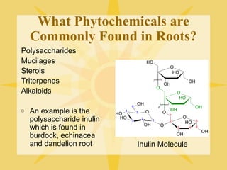 What Phytochemicals are
Commonly Found in Roots?
Polysaccharides
Mucilages
Sterols
Triterpenes
Alkaloids
o

An example is the
polysaccharide inulin
which is found in
burdock, echinacea
and dandelion root

Inulin Molecule

 