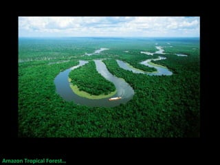 Amazon Tropical Forest… 