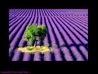 Lavender Farm and Tree … 