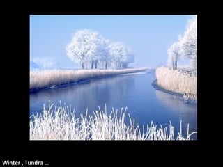 Winter , Tundra … 