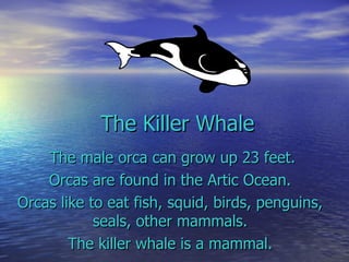 The Killer Whale The male orca can grow up 23 feet. Orcas are found in the Artic Ocean. Orcas like to eat fish, squid, birds, penguins, seals, other mammals. The killer whale is a mammal. 
