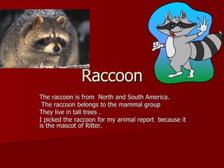 Report Raccoon Our Favorite Animals | PPT