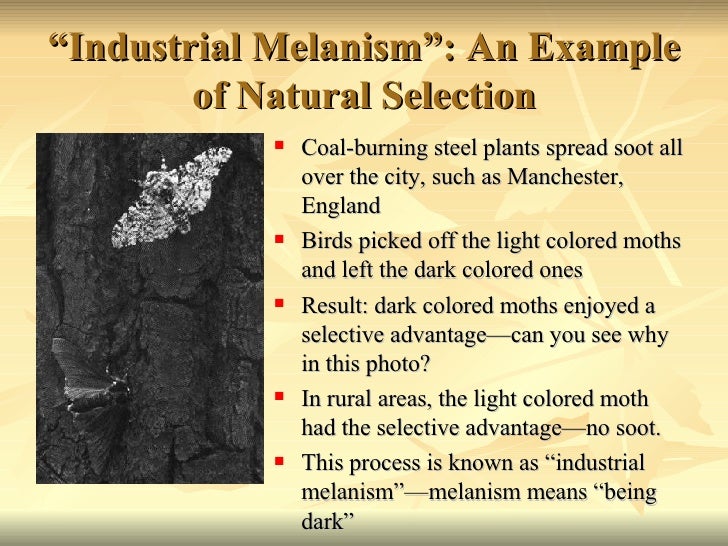 Natural Selection Moths Industrial England Natural Selection Moths Industrial England