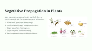 Vegetative Propagatio i Pla t
Many plants can reproduce when any part4leaf, stem, or
root4is planted in soil. This is called vegetative propagation.
Money plant grows from stem cuttings
Potato grows from "eyes" on sprouted potatoes
Ginger grows from rhizome pieces
Sugarcane grows from stem cuttings
Bamboo spreads through underground stems
 