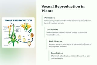 Sexual Reproductio i
Pla t
Polli atio
Pollen (male gametes) from the anther is carried to another flower
by wind, insects, or animals.
Fertilizatio
Male and female gametes combine, forming a zygote that
becomes the seed.
Seed Di per al
Seeds are spread by wind, water, or animals eating fruits and
dropping seeds elsewhere.
Ger i atio
When seeds get water, they use stored nutrients to grow
roots and shoots.
 