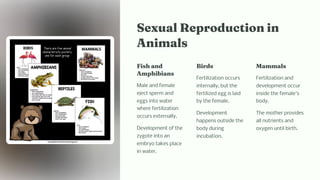Sexual Reproductio i
A i al
Fi a d
A p ibia
Male and female
eject sperm and
eggs into water
where fertilization
occurs externally.
Development of the
zygote into an
embryo takes place
in water.
Bird
Fertilization occurs
internally, but the
fertilized egg is laid
by the female.
Development
happens outside the
body during
incubation.
Ma al
Fertilization and
development occur
inside the female's
body.
The mother provides
all nutrients and
oxygen until birth.
 