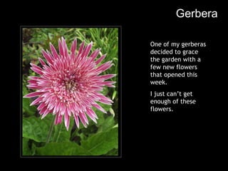Gerbera One of my gerberas decided to grace the garden with a few new flowers that opened this week. I just can’t get enough of these flowers. 