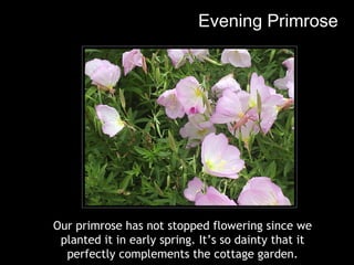 Evening Primrose Our primrose has not stopped flowering since we planted it in early spring. It’s so dainty that it perfectly complements the cottage garden. 