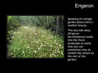 Erigeron Speaking of cottage garden plants here’s another beauty. This sea-side daisy  (Erigeron karvinskianus)  molds into the floral landscape so easily that you can sometimes miss its stealth-like attack on the rest of the garden. 