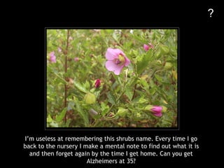 ? I’m useless at remembering this shrubs name. Every time I go back to the nursery I make a mental note to find out what it is and then forget again by the time I get home. Can you get Alzheimers at 35? 