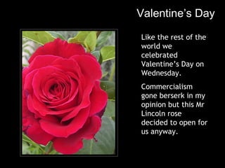 Valentine’s Day Like the rest of the world we celebrated Valentine’s Day on Wednesday. Commercialism gone berserk in my opinion but this Mr Lincoln rose decided to open for us anyway. 