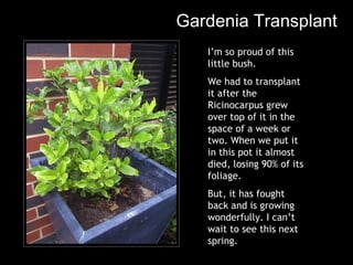 Gardenia Transplant I’m so proud of this little bush.  We had to transplant it after the Ricinocarpus grew over top of it in the space of a week or two. When we put it in this pot it almost died, losing 90% of its foliage.  But, it has fought back and is growing wonderfully. I can’t wait to see this next spring. 