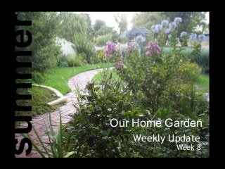 Our Home Garden
Weekly Update
Week 8
summer
 