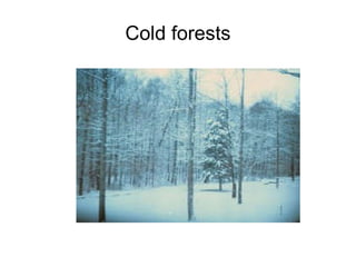Cold forests 