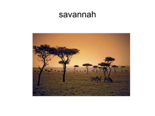 savannah 