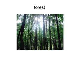 forest 