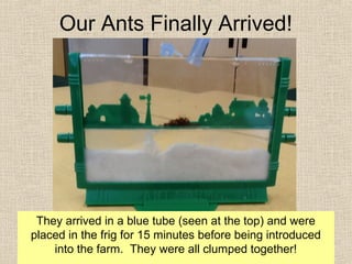 Our Ants Finally Arrived!

They arrived in a blue tube (seen at the top) and were
placed in the frig for 15 minutes before being introduced
into the farm. They were all clumped together!

 
