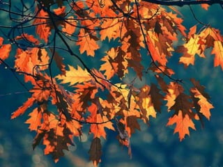 Our autumn (v.m.)