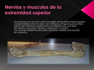 Nervios y musculos de la extremidad superiorEl antebrazo se conoce como la región de la extremidad superior comprendida entre el codo y la muñeca y al igual que las otras partes del miembro superior esta constituido por una serie de huesos, músculos, nervios y vasos que cumplen una función determinada para así poder realizar una acción en conjunto.