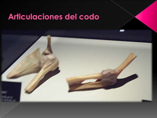 Articulaciones del codo