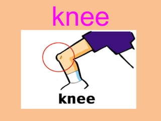 knee
 