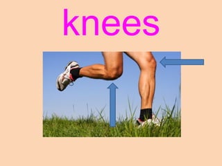 knees