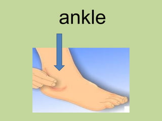 ankle
 