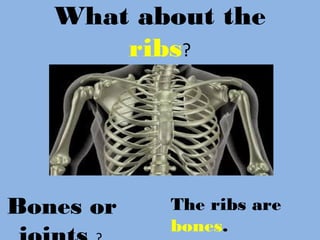 What about the
ribs?
Bones or The ribs are
bones.
 