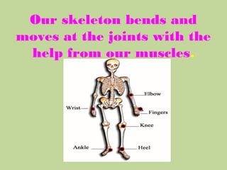 Our skeleton bends and
moves at the joints with the
help from our muscles.