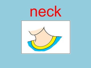neck
 