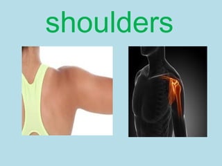 shoulders
 
