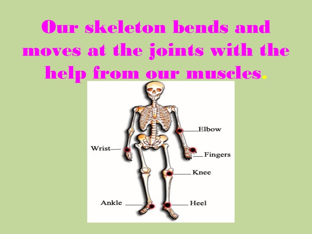 Our body has joints