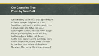Our casuarina tree | PPTX